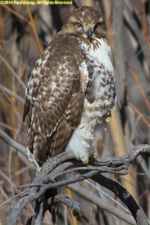 Cooper's hawk